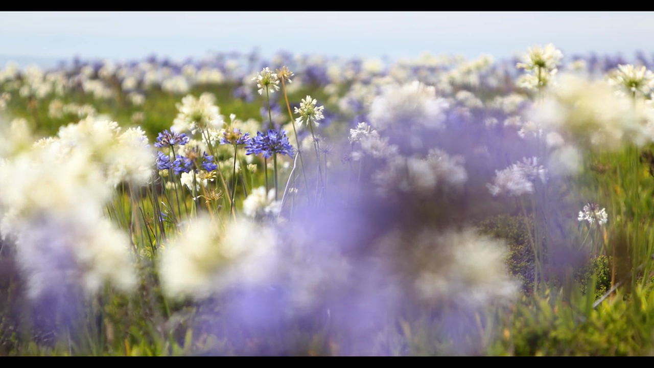 Heaven in a Wildflower 4 Minute Music Video