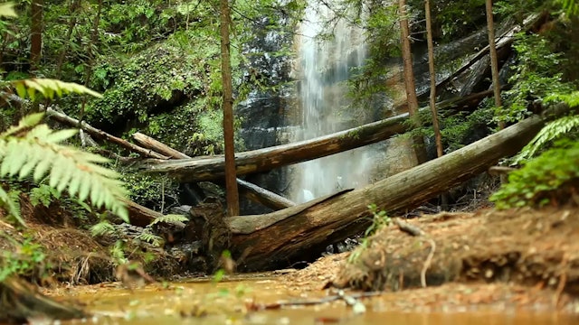 Hidden Forest Falls 1 HR Dynamic Nature Video
