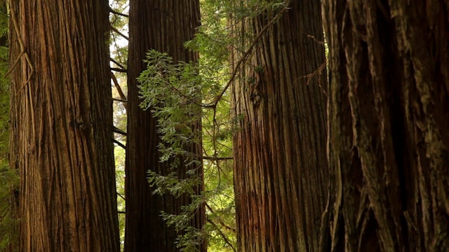 Redwood Forest Relaxation 10 MIN Dynamic Nature Video