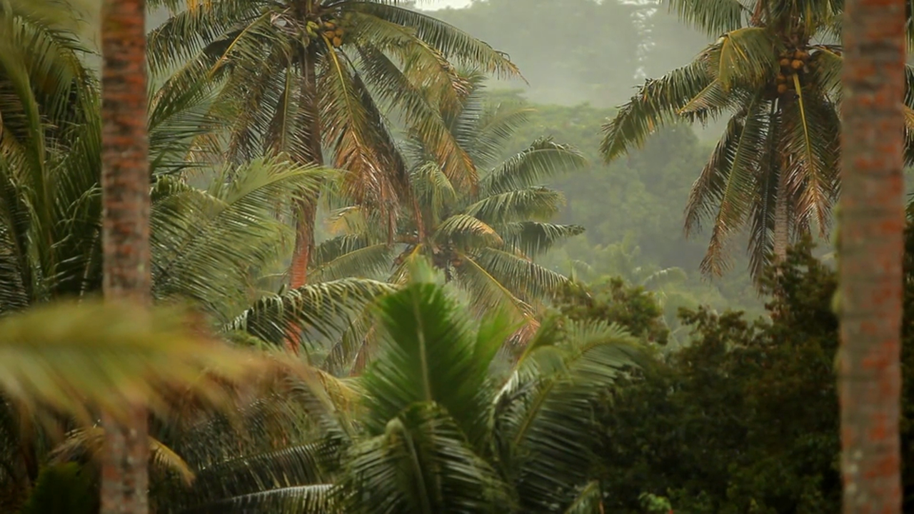 Tropical Rain Relaxation (Remastered) 90 Minutes of Soothing Rain in Fiji 