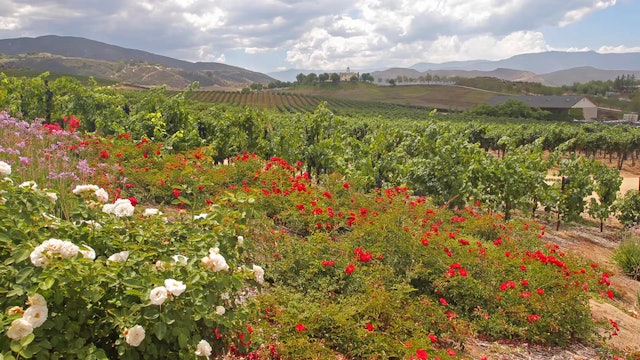 Vineyard Flowers + Storm 30 Minute Static Nature Video