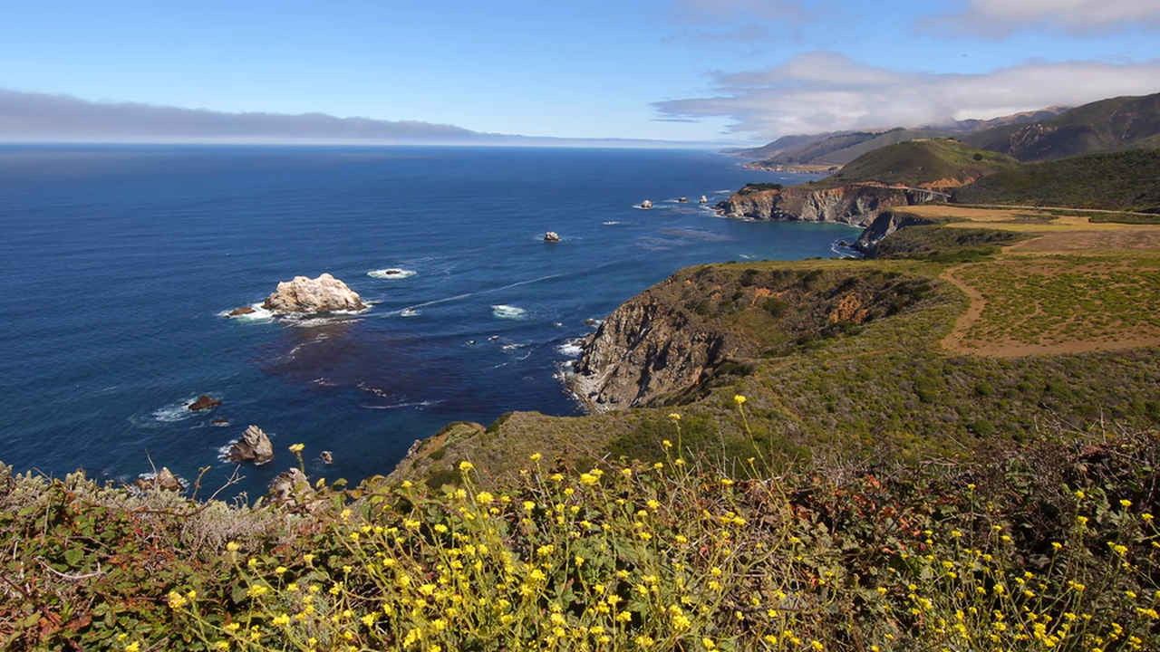 Coastal Wildflowers 1 Hour Static Nature Relaxation Video Scene 4K