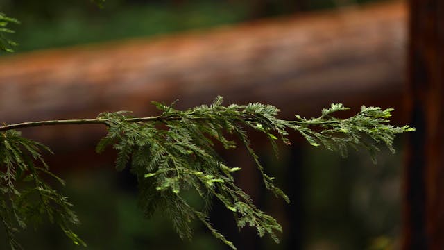 Redwood Forest Pine | 1 HR Static Nat...