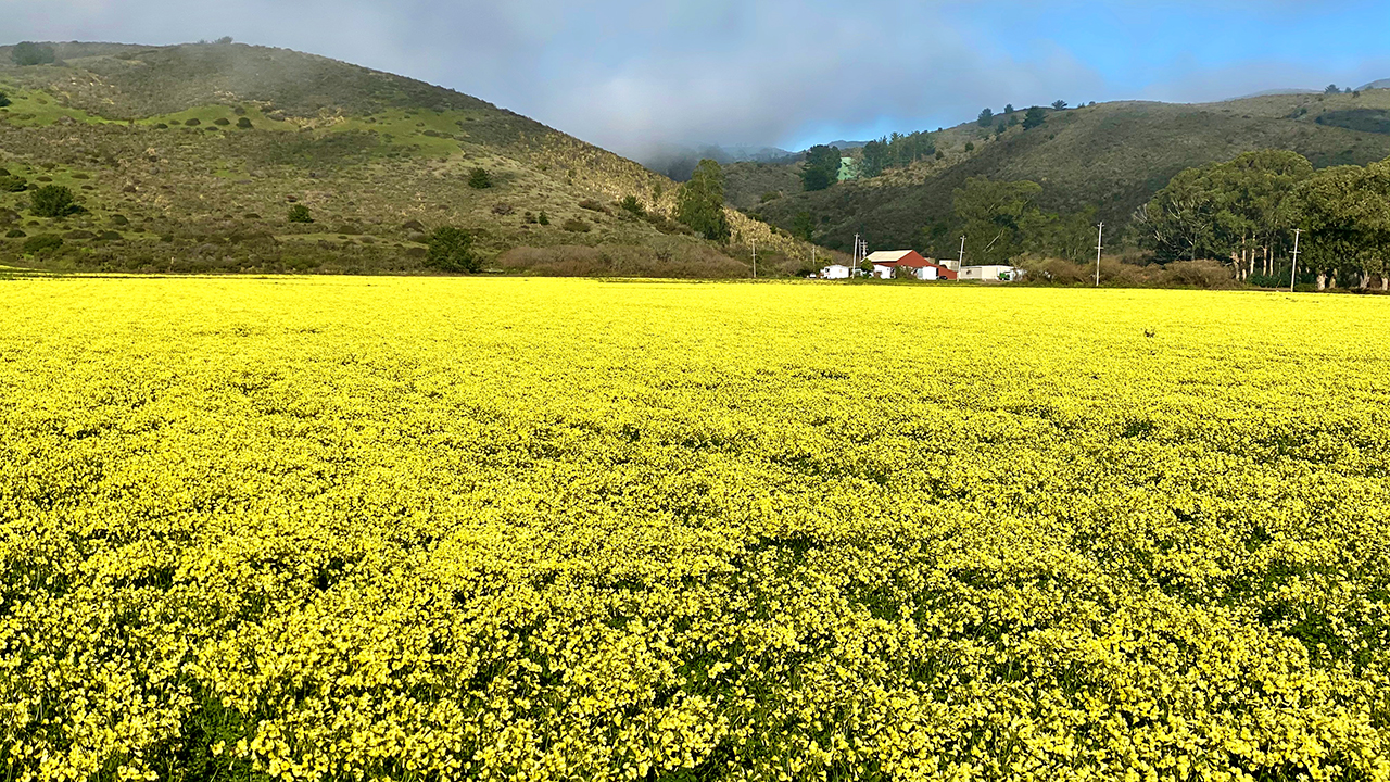 Yellow Flowers Half Moon Bay, CA