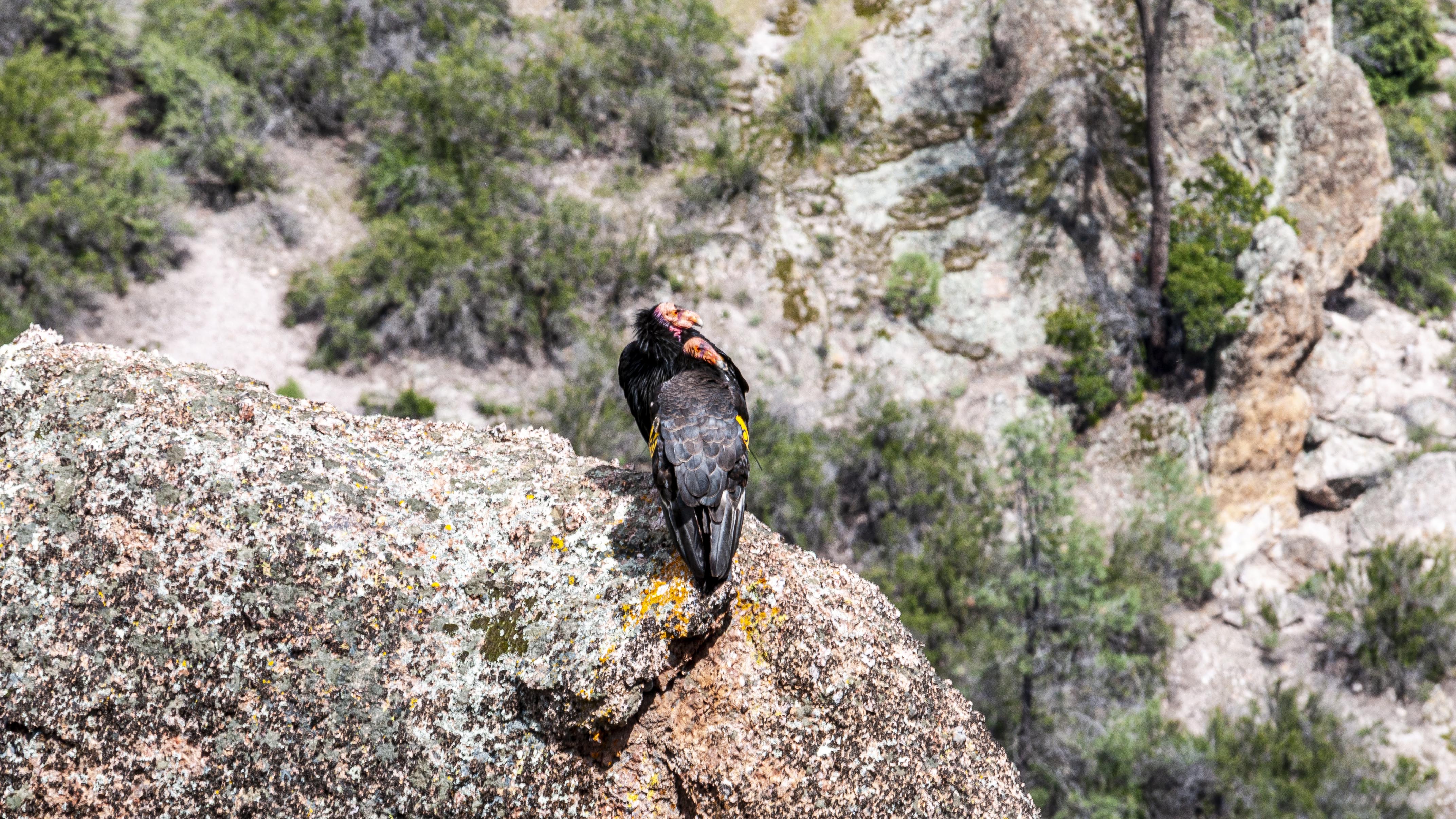Pinnacles National Park Trailer