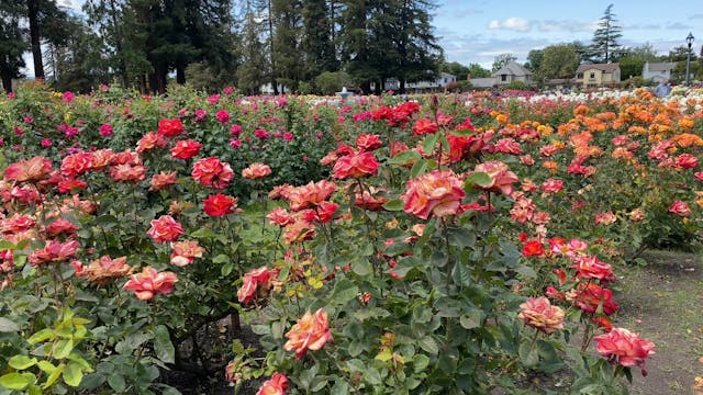 San Jose Municipal Rose Garden 