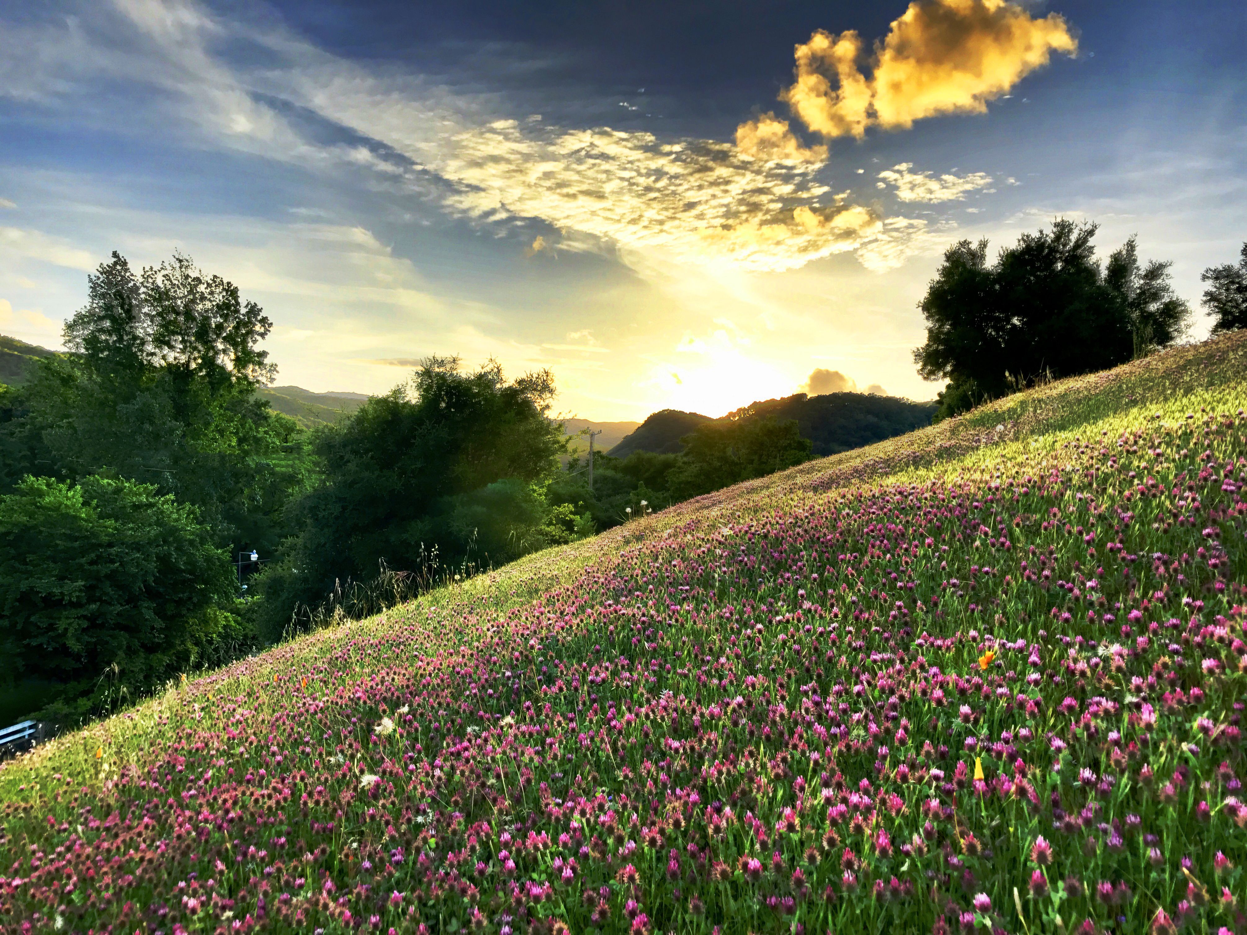 Meditation Videos (Free)