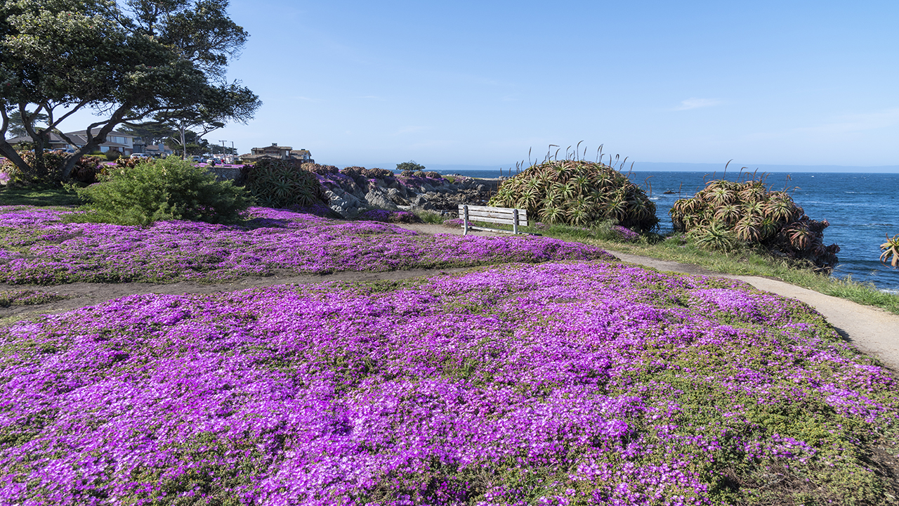 Beautiful Monterey Bay 