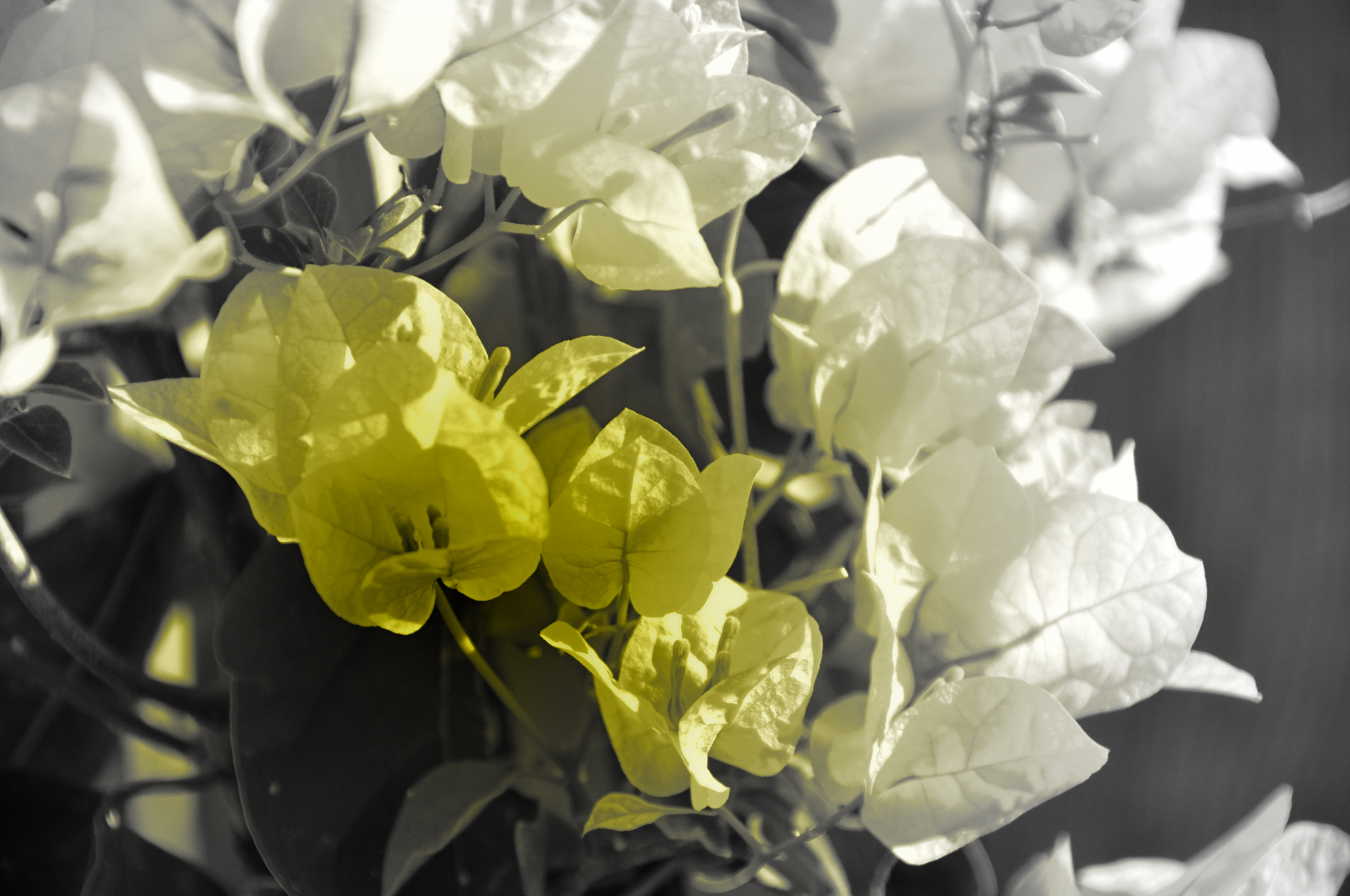Floral World