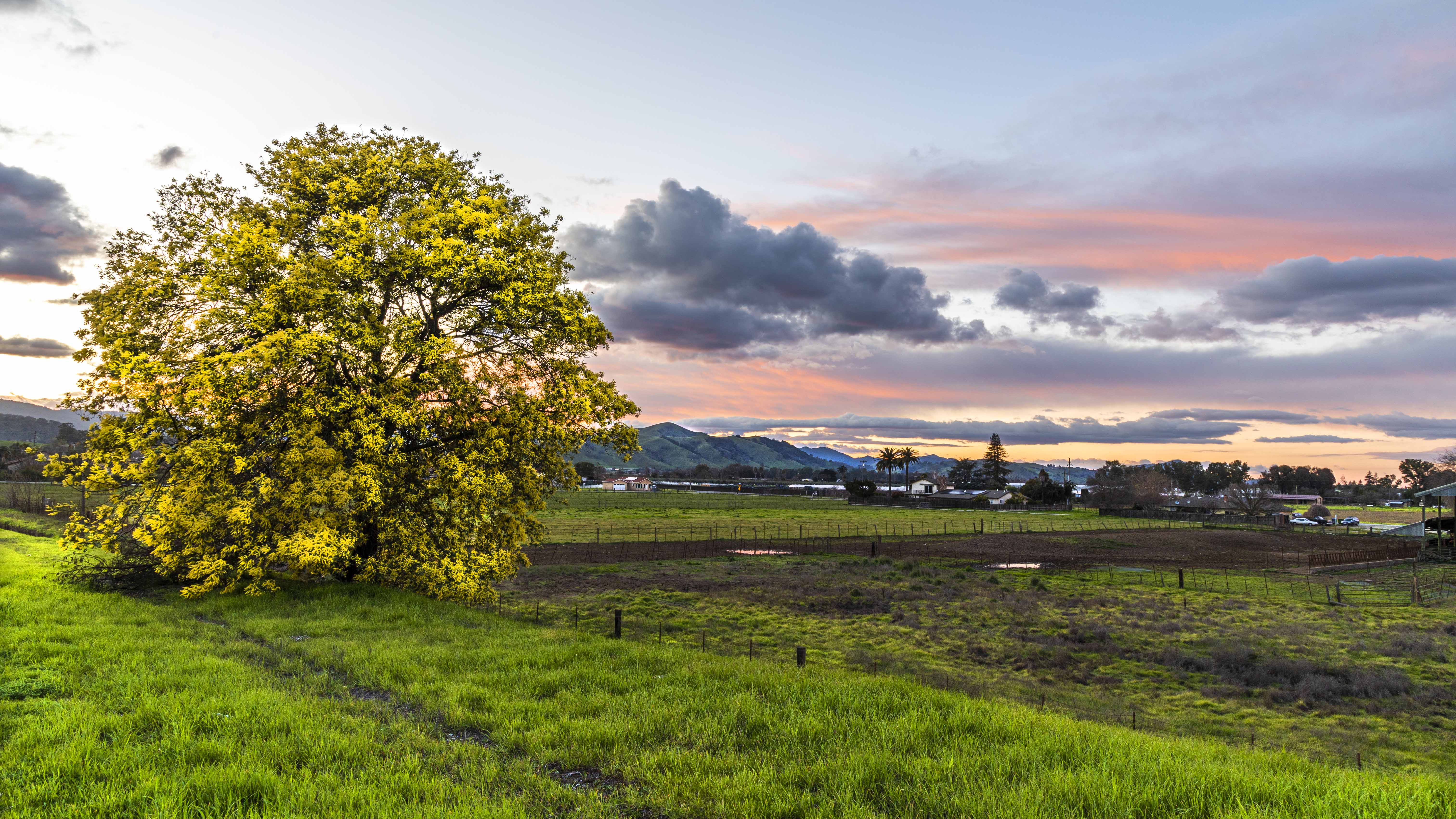 Yellow Tree Springtime Gilroy, CA