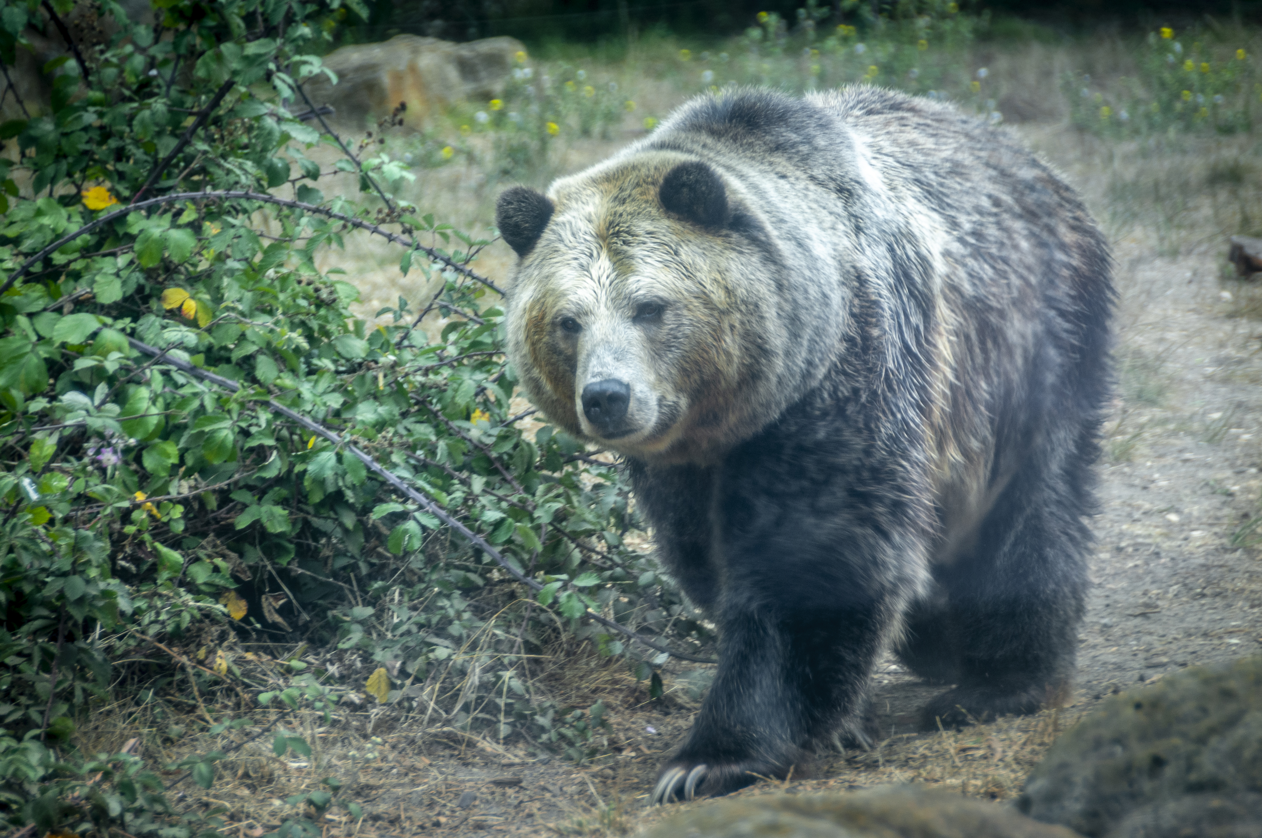 Wildlife- Nature Therapy Films