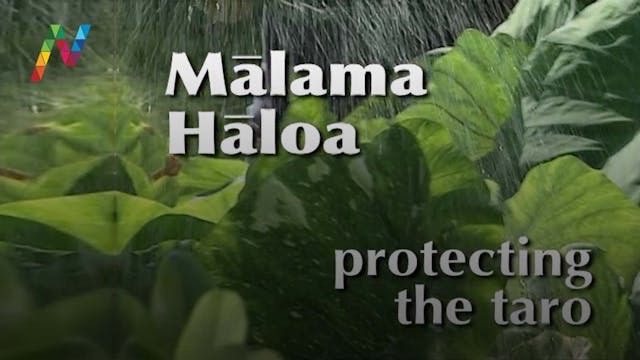Mālama Hāloa – Protecting the Taro