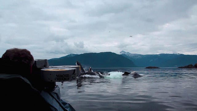 Humpback Whales - Feeding in Alaska