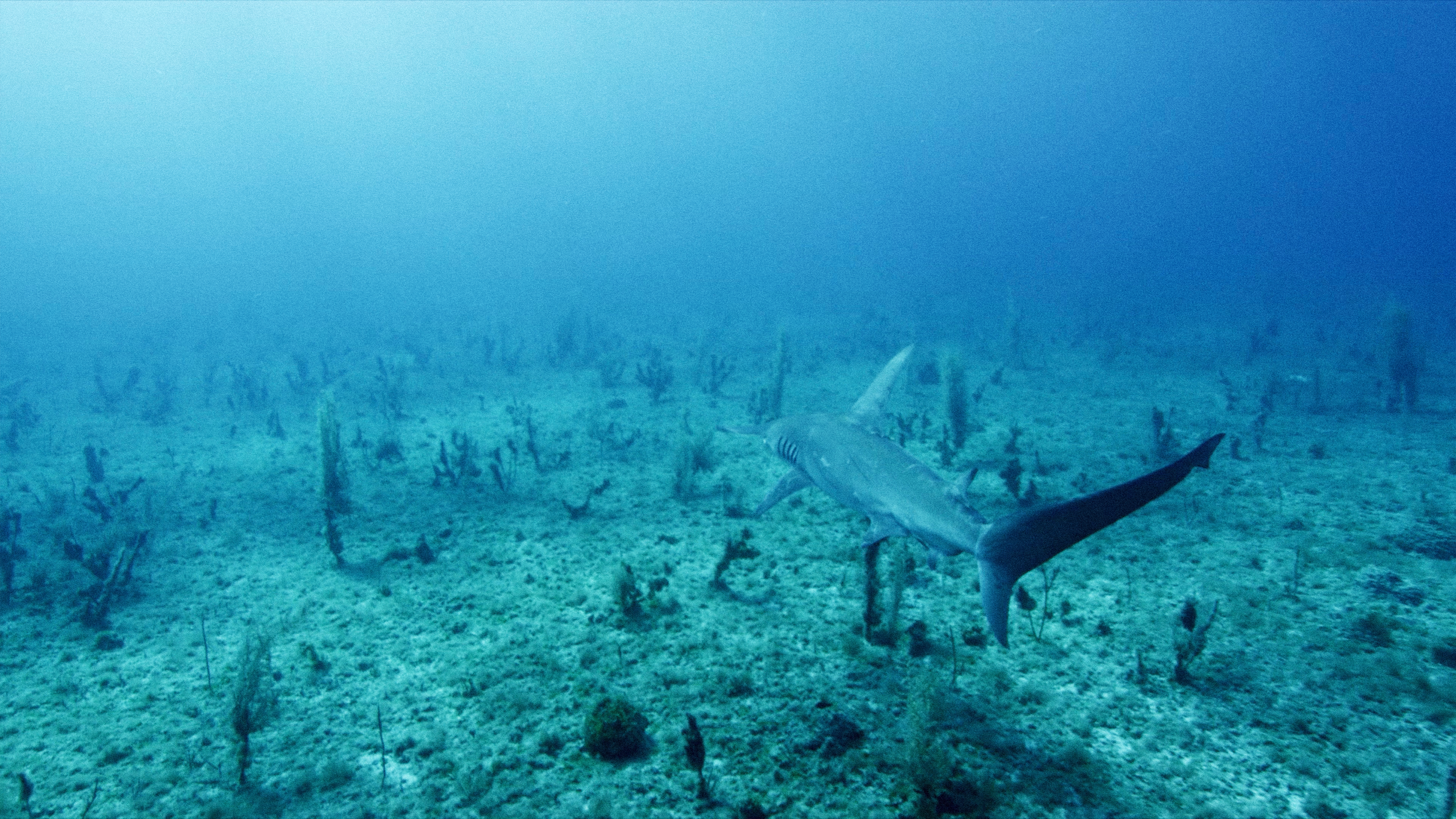 Shark Tagging in the Bahamas