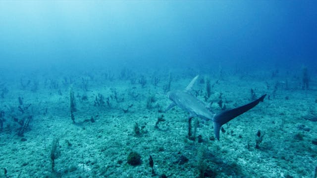 Shark Tagging in the Bahamas