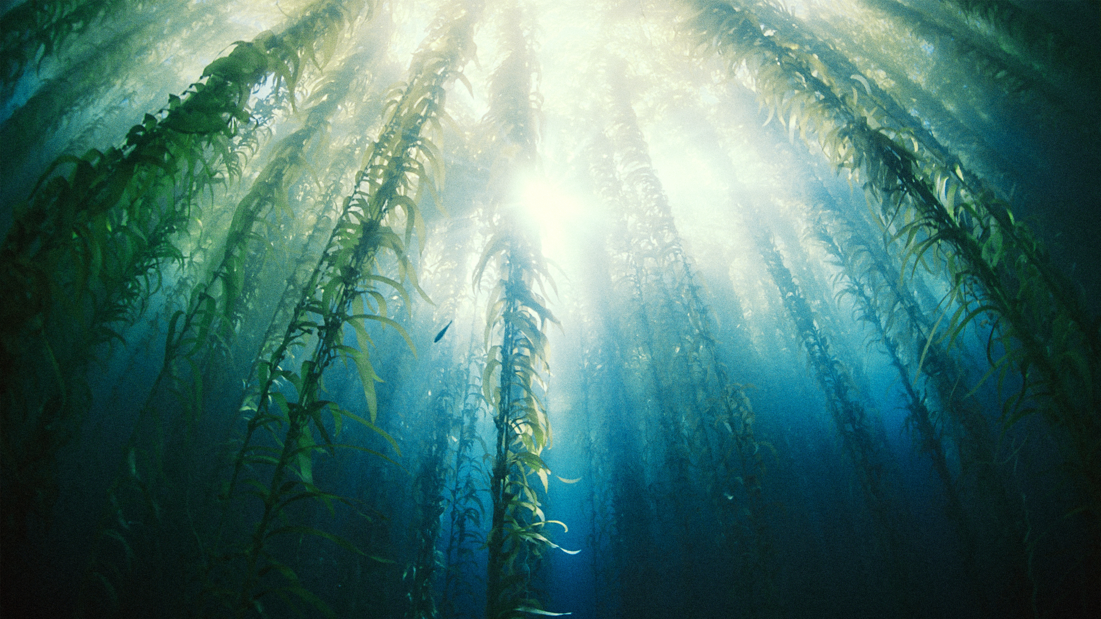 Wild Fun Facts - The Kelp Highway