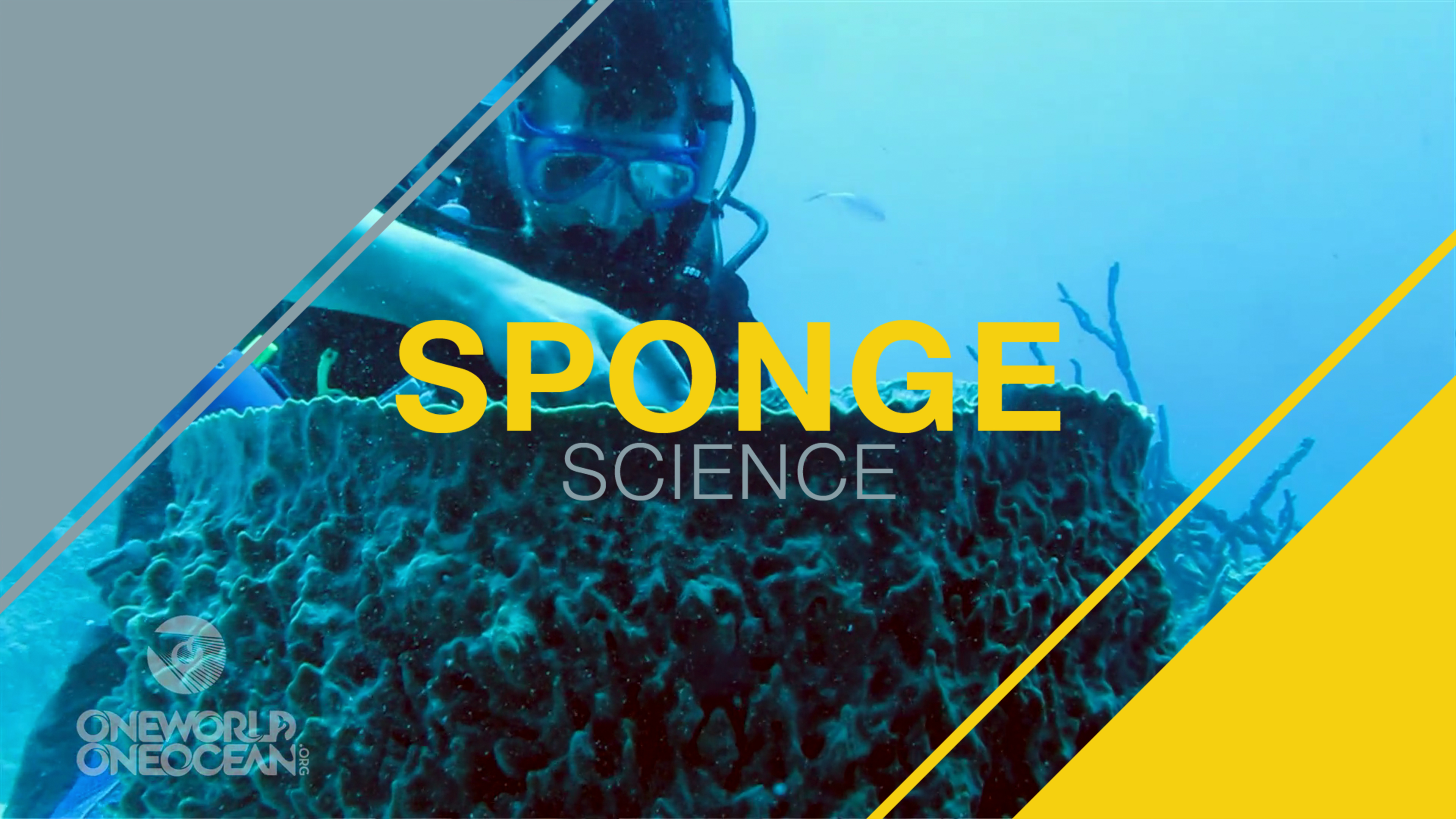 Mission Aquarius: Sponge Science - Research at Aquarius Reef Base