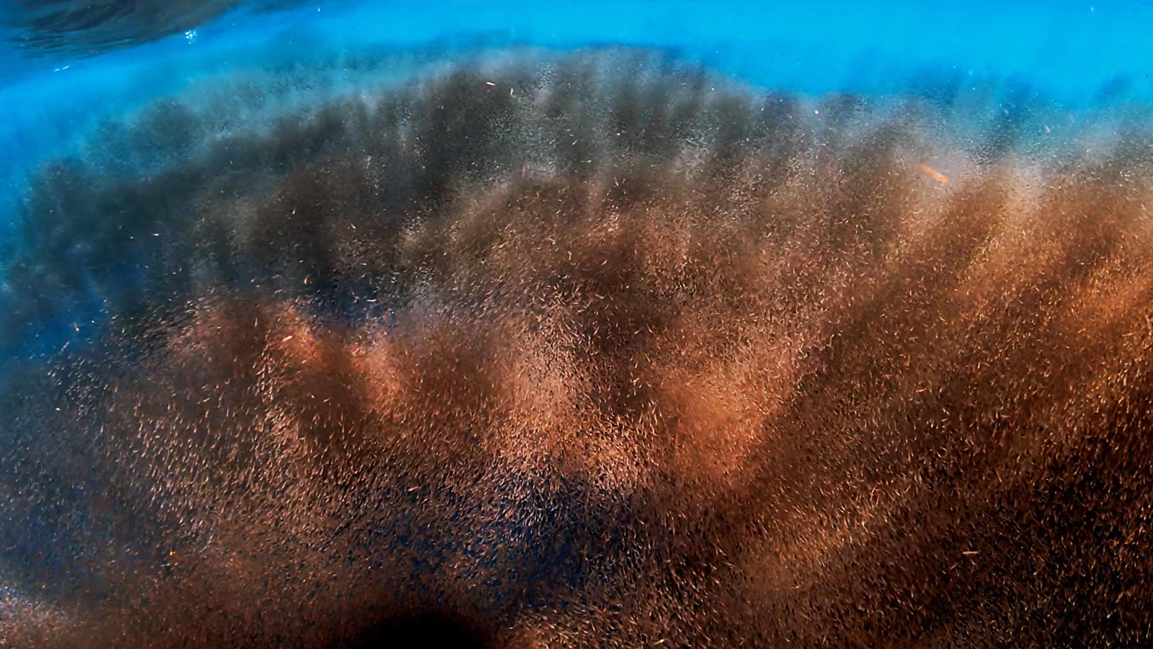 Humpback Whales Science Lesson 4: Bioaccumulation - It All Adds Up