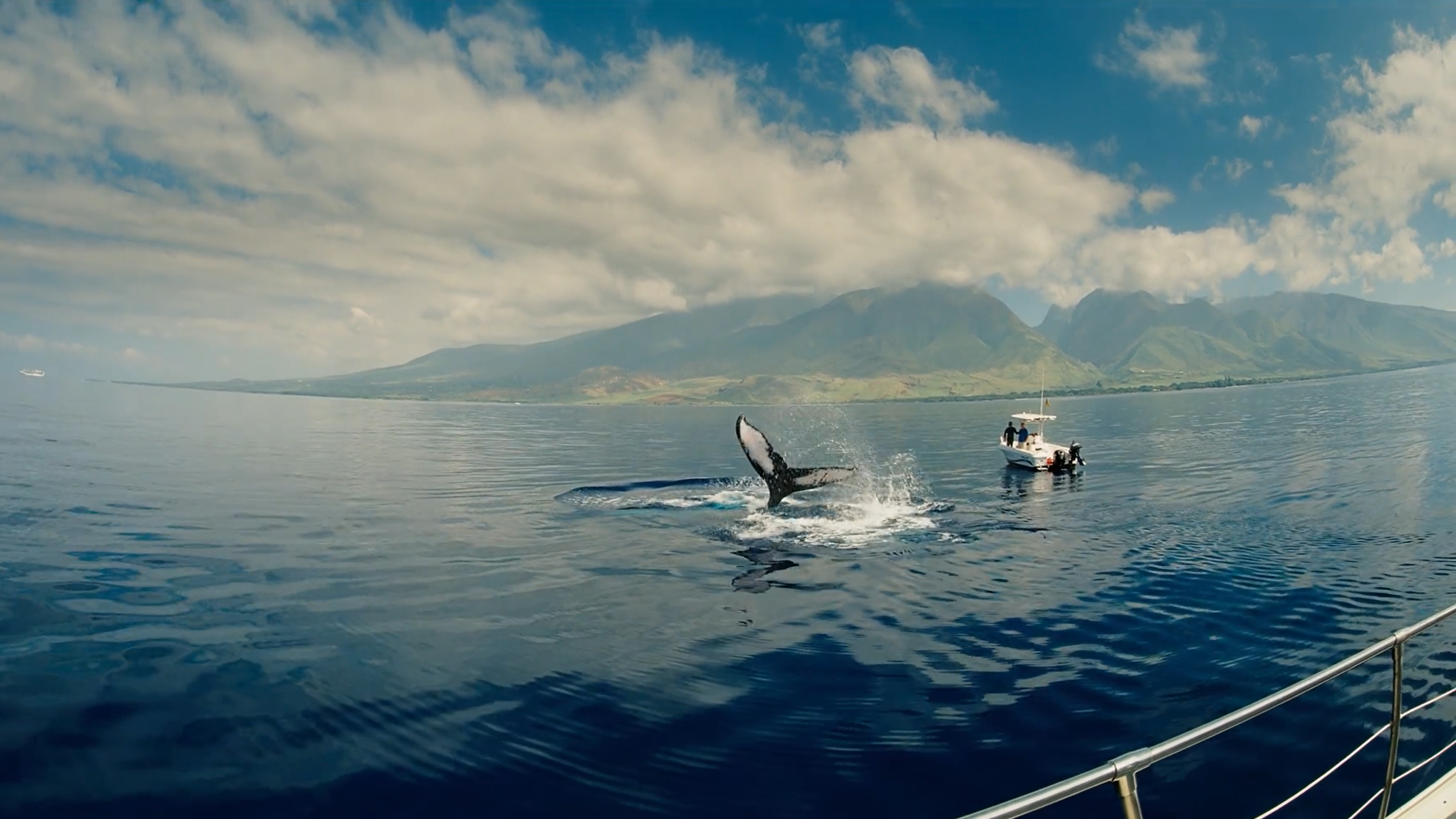 Humpback Whales Science Lesson 6: Whaling to Whale Watching