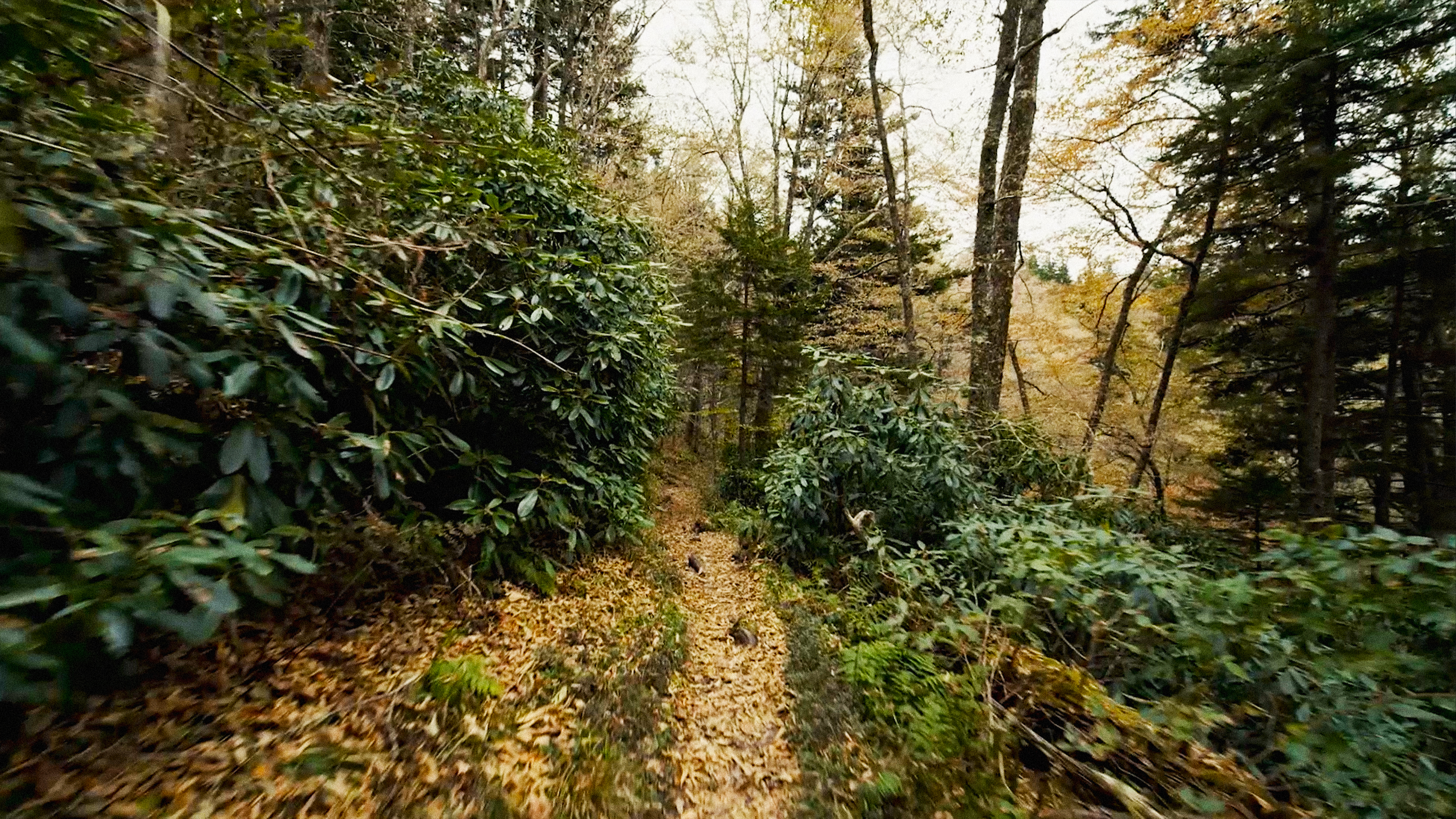 Wild Fun Facts - The Appalachian Trail