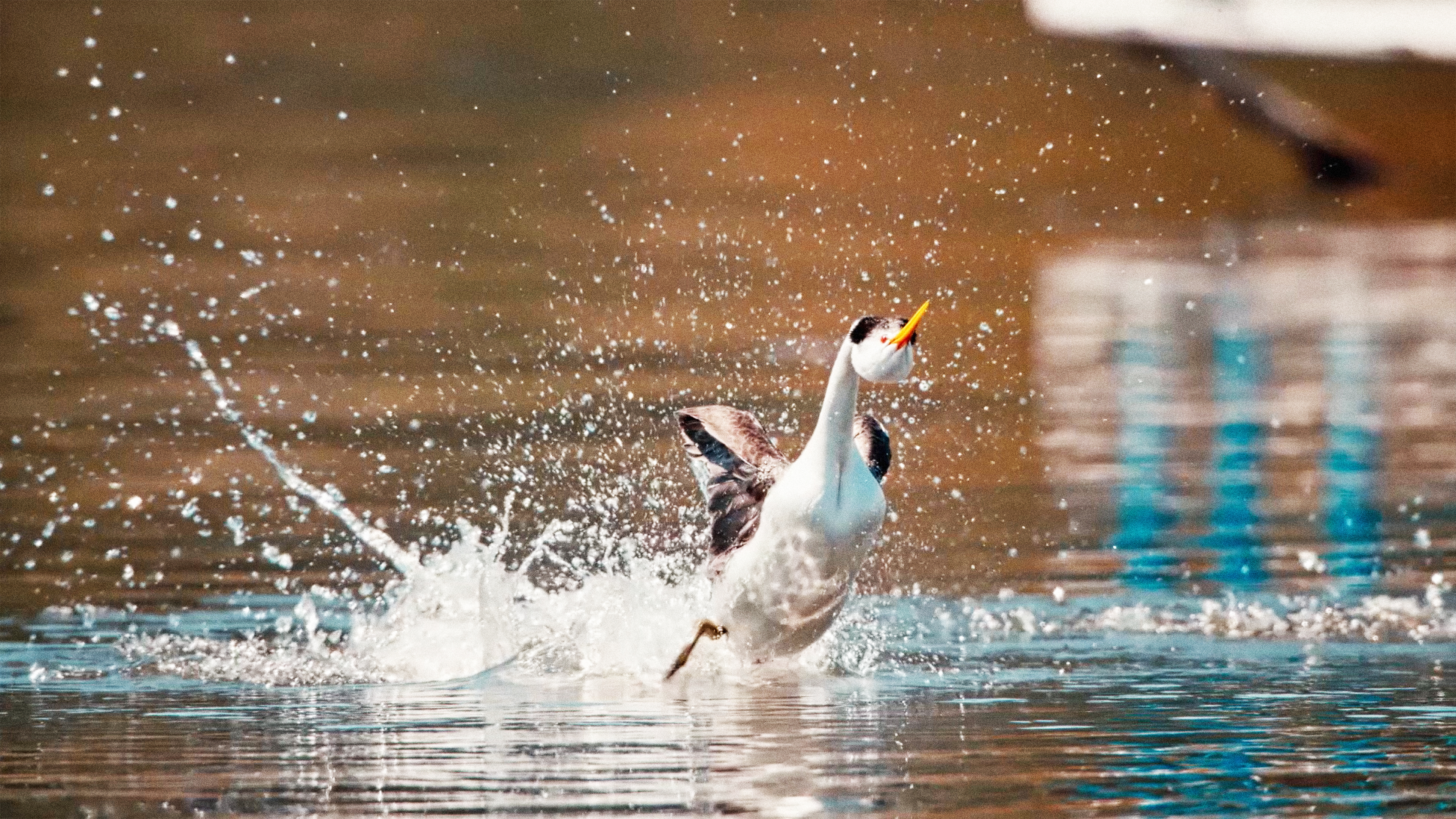 Wild Fun Facts - Grebes