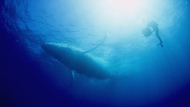 Humpback Whales - Families in Tonga