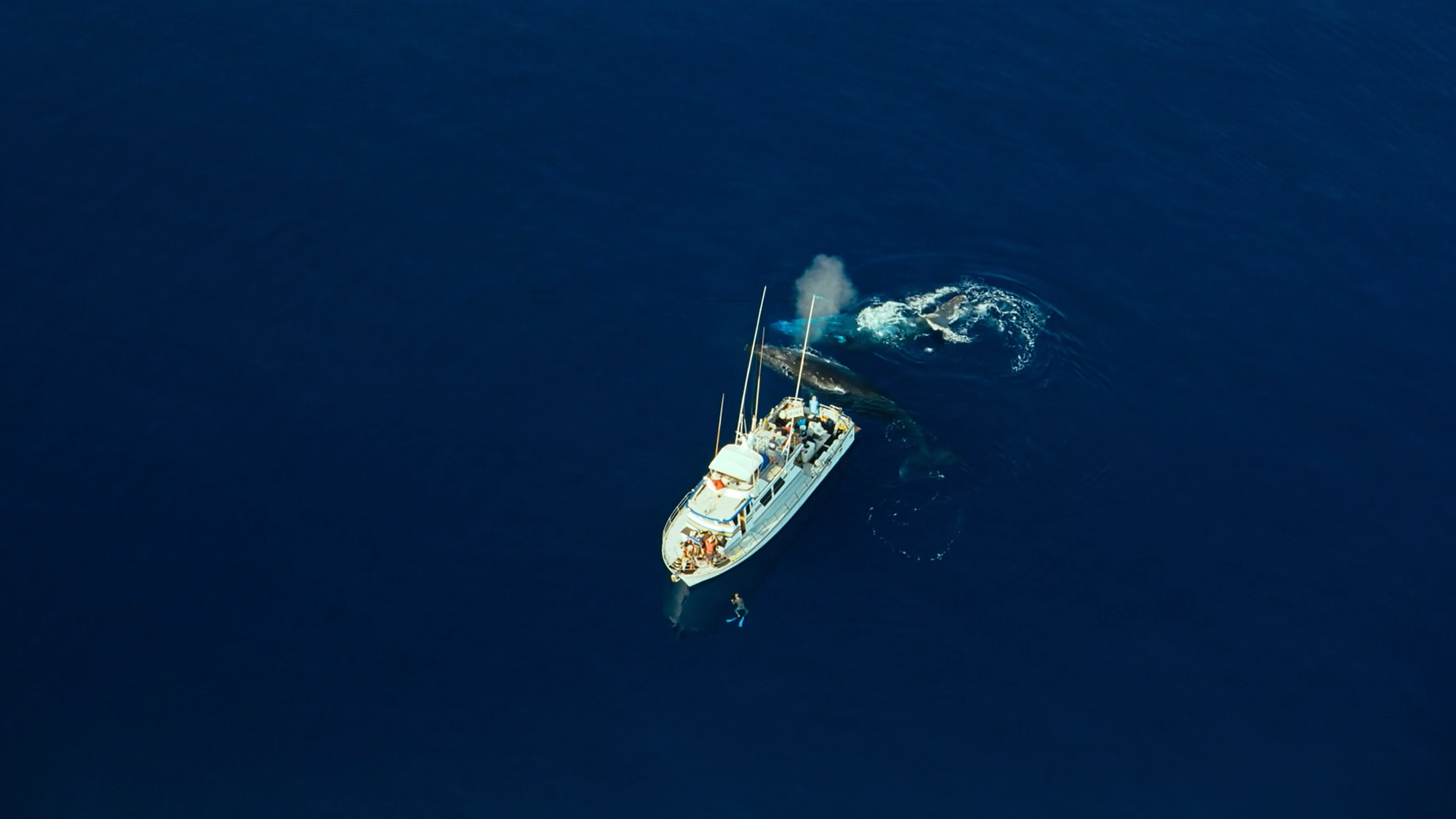 Humpback Whales Science Lesson 5: “Whale Safe” Engineering Challenge