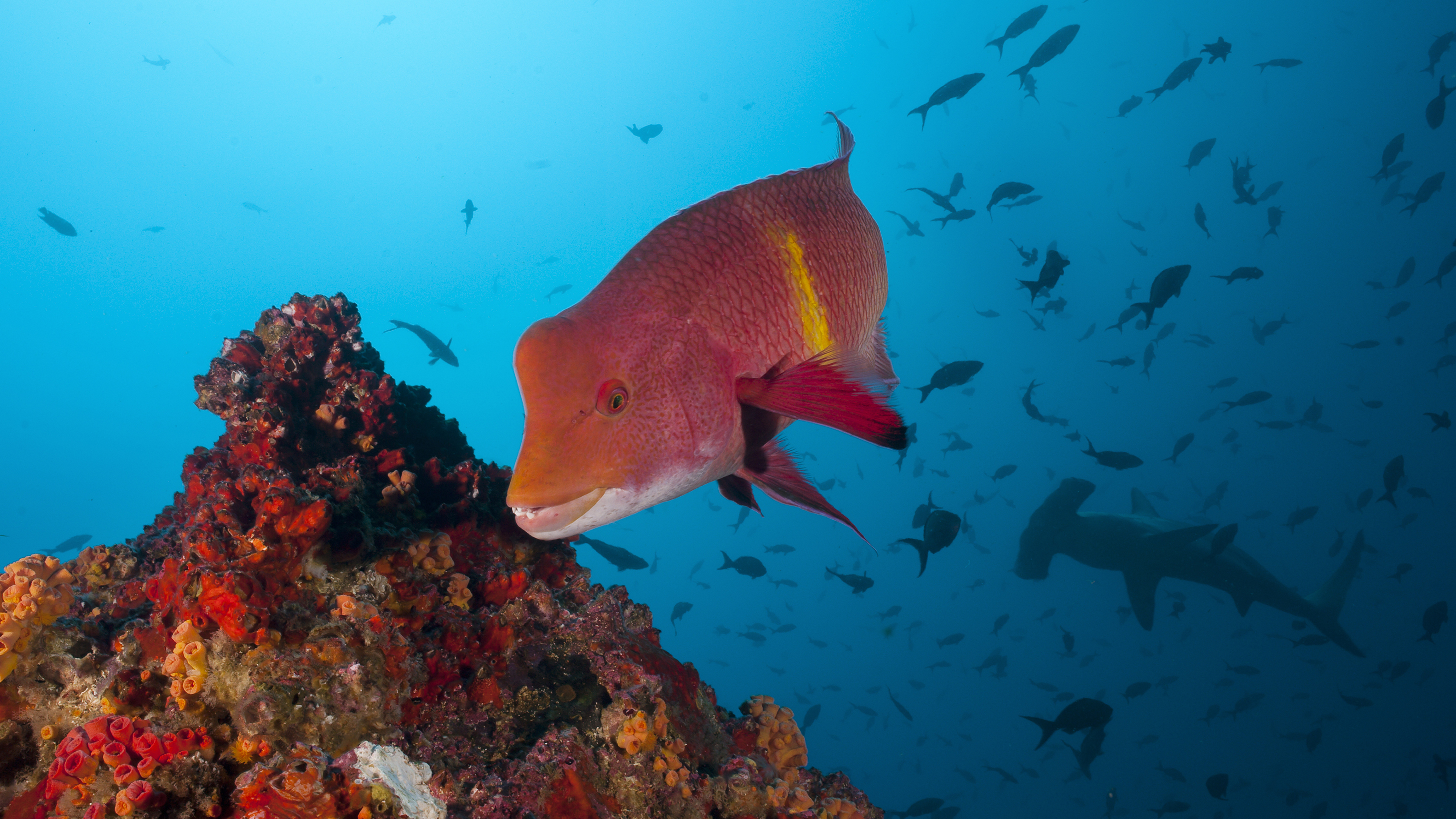 Field Reports: Diving Berry Islands’ Marine Protected Area, Bahamas