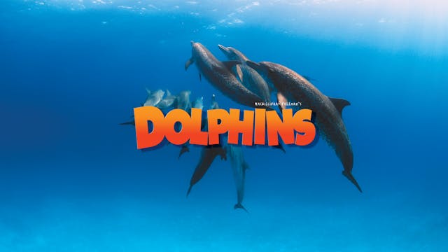 Dolphins