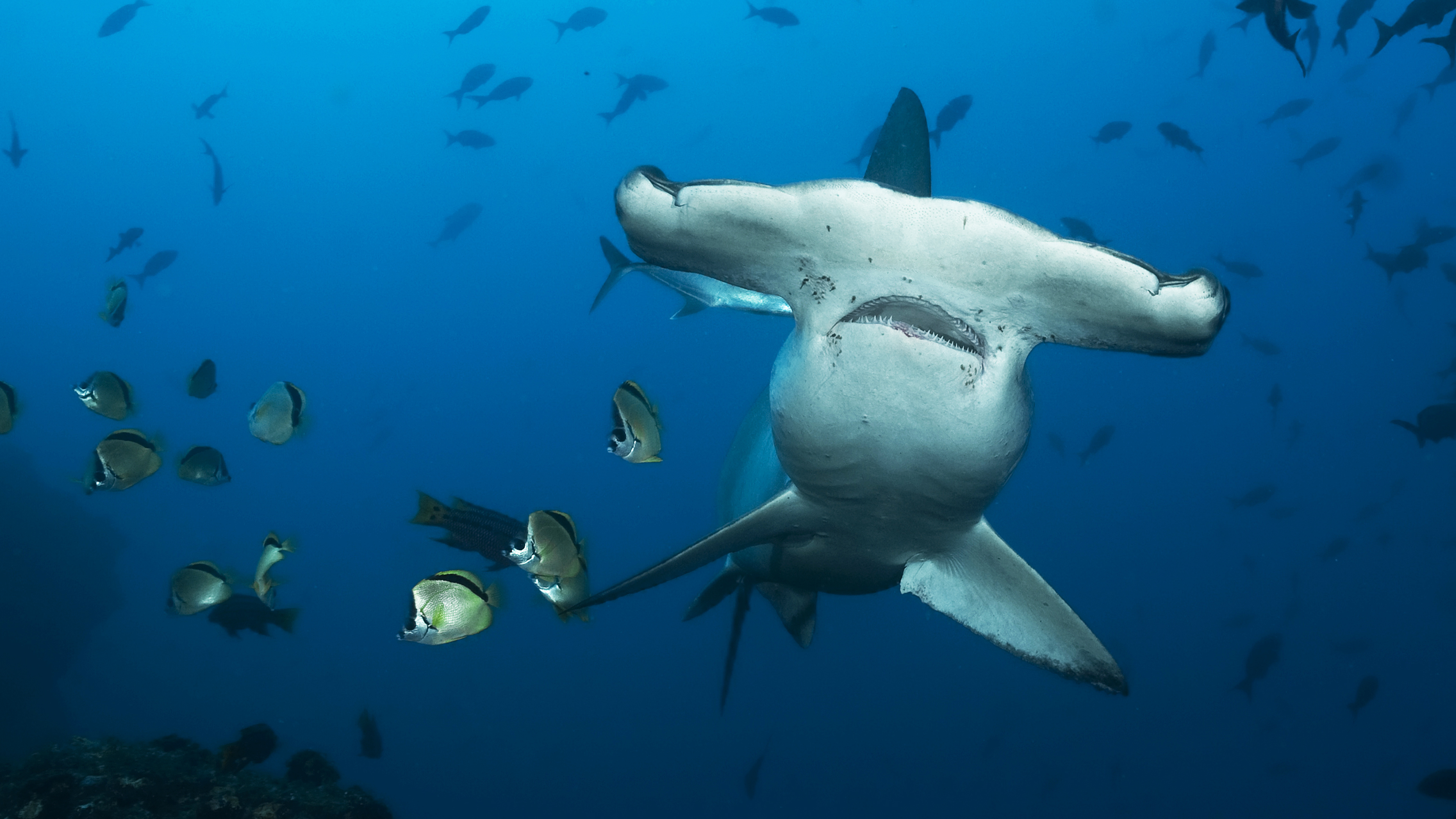Field Reports: Science in Extreme Environments - Shark Satellite Tagging