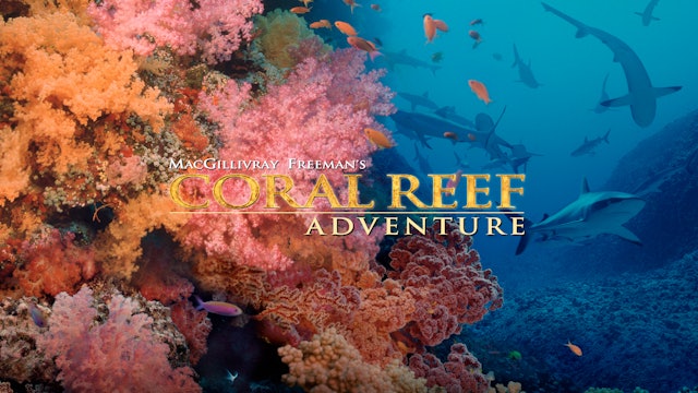 Coral Reef Adventure