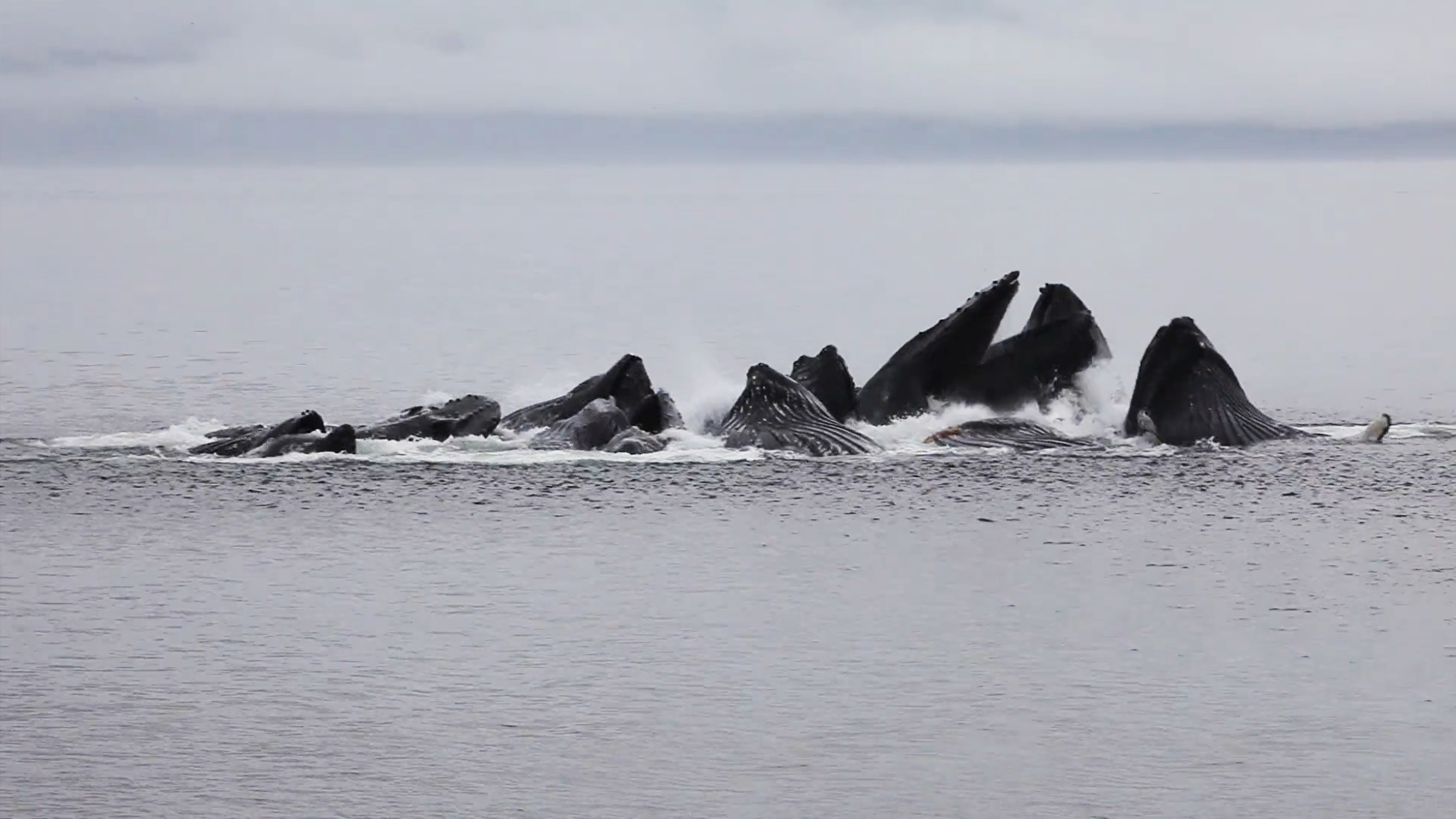 Field Reports: Humpback Whales Bubblenet Feeding