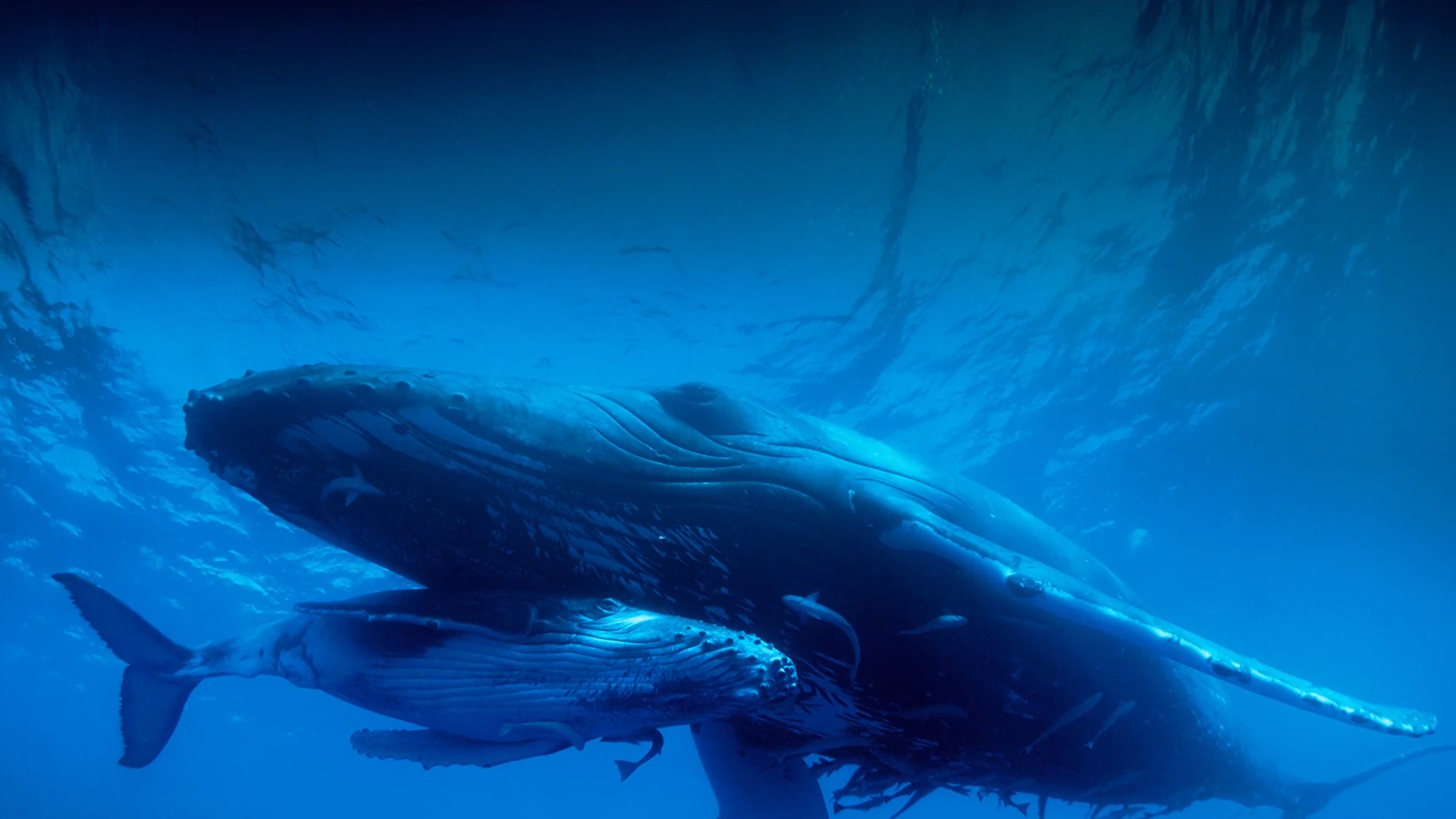 Humpback Whales Science Lesson 3: Anatomy & Adaptation