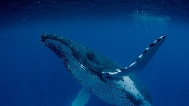 Humpback Whales Science Lesson 1: Seeing Songs of the Sea