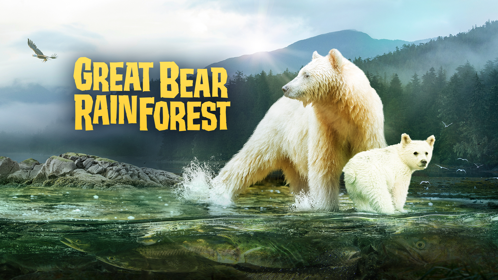 Great Bear Rainforest