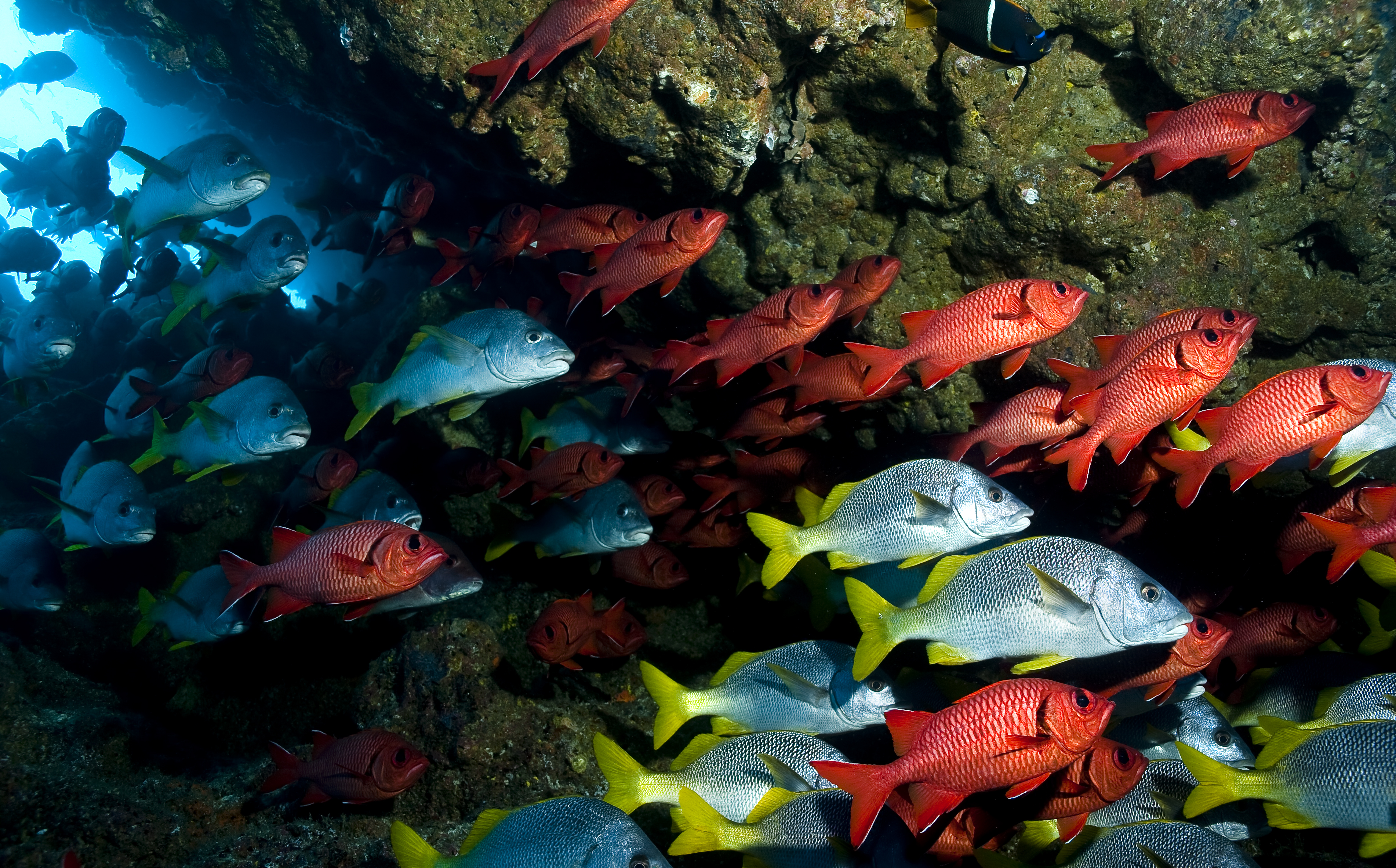 Field Reports: The Importance of Documenting Ocean Biodiversity