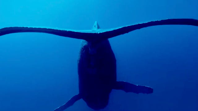 Humpback Whales - Song in Hawaii