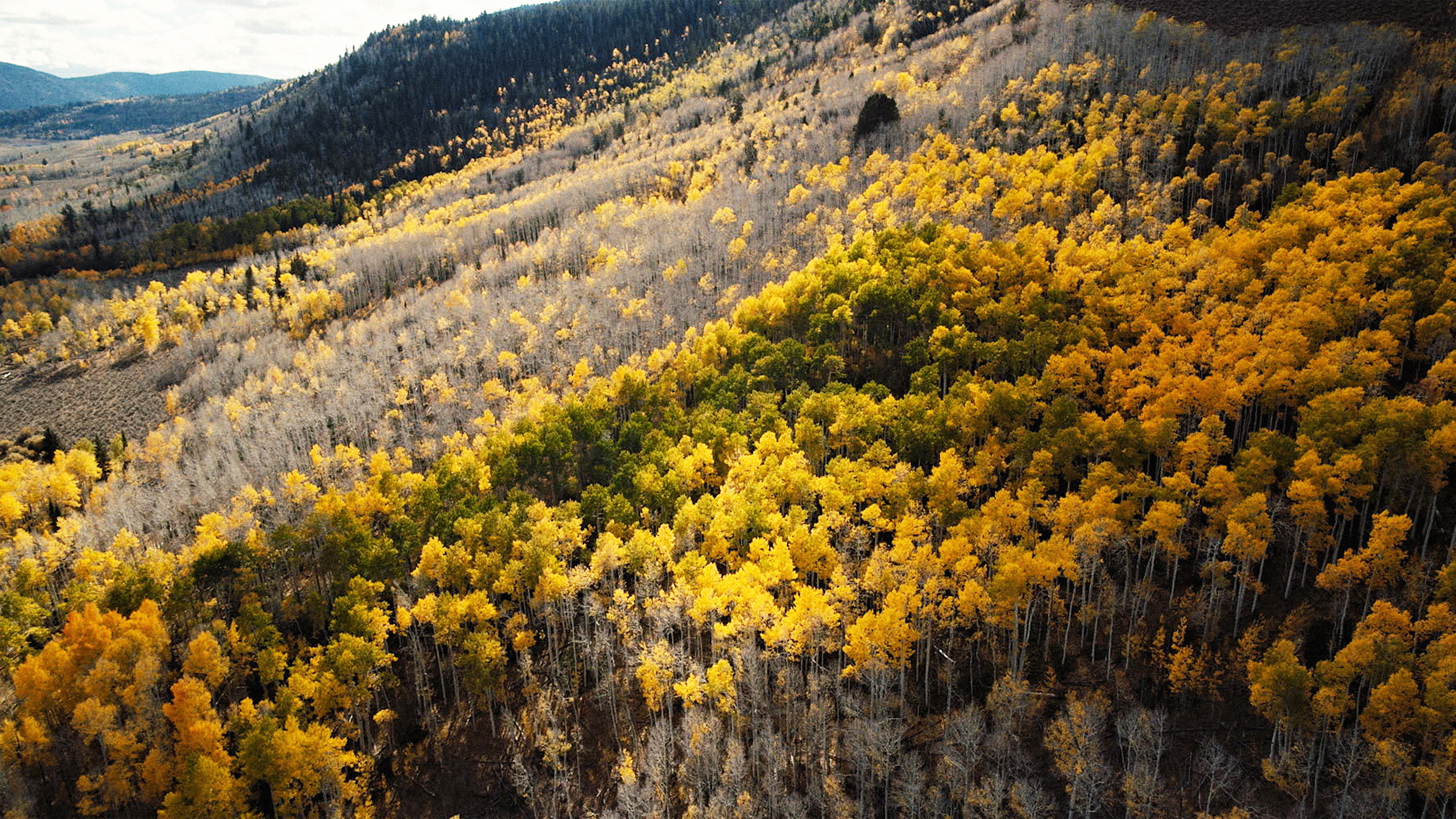 Wild Fun Facts - Pando Aspen Grove