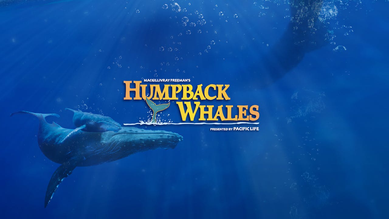 Humpback Whales- Spanish Version