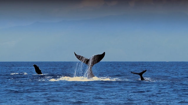 Humpback Whales Science Lesson 2: Migration Match