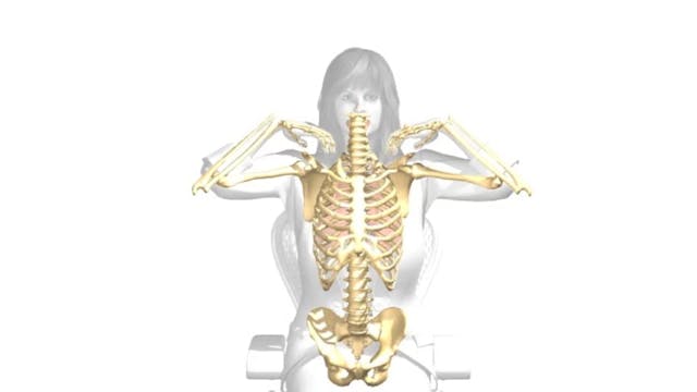 Seated Upper Body Stretch