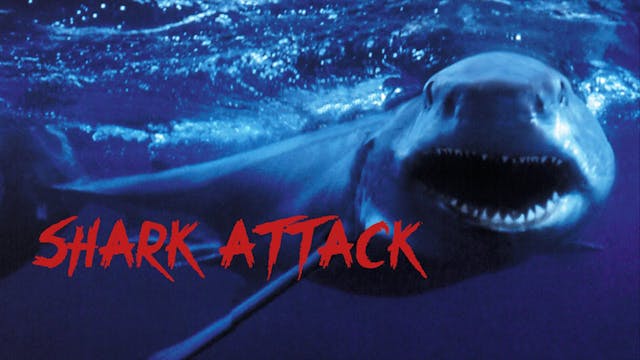 Shark Attack