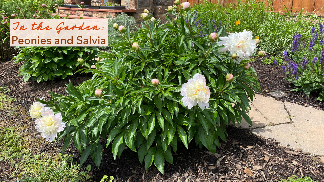In the Garden - Peonies and Salvia