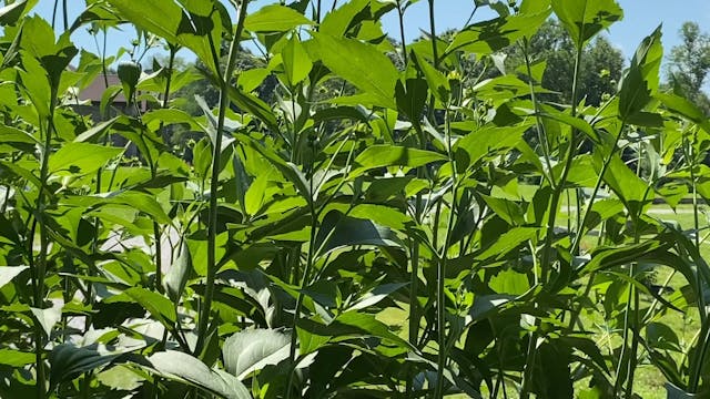 That's Where the Color Is