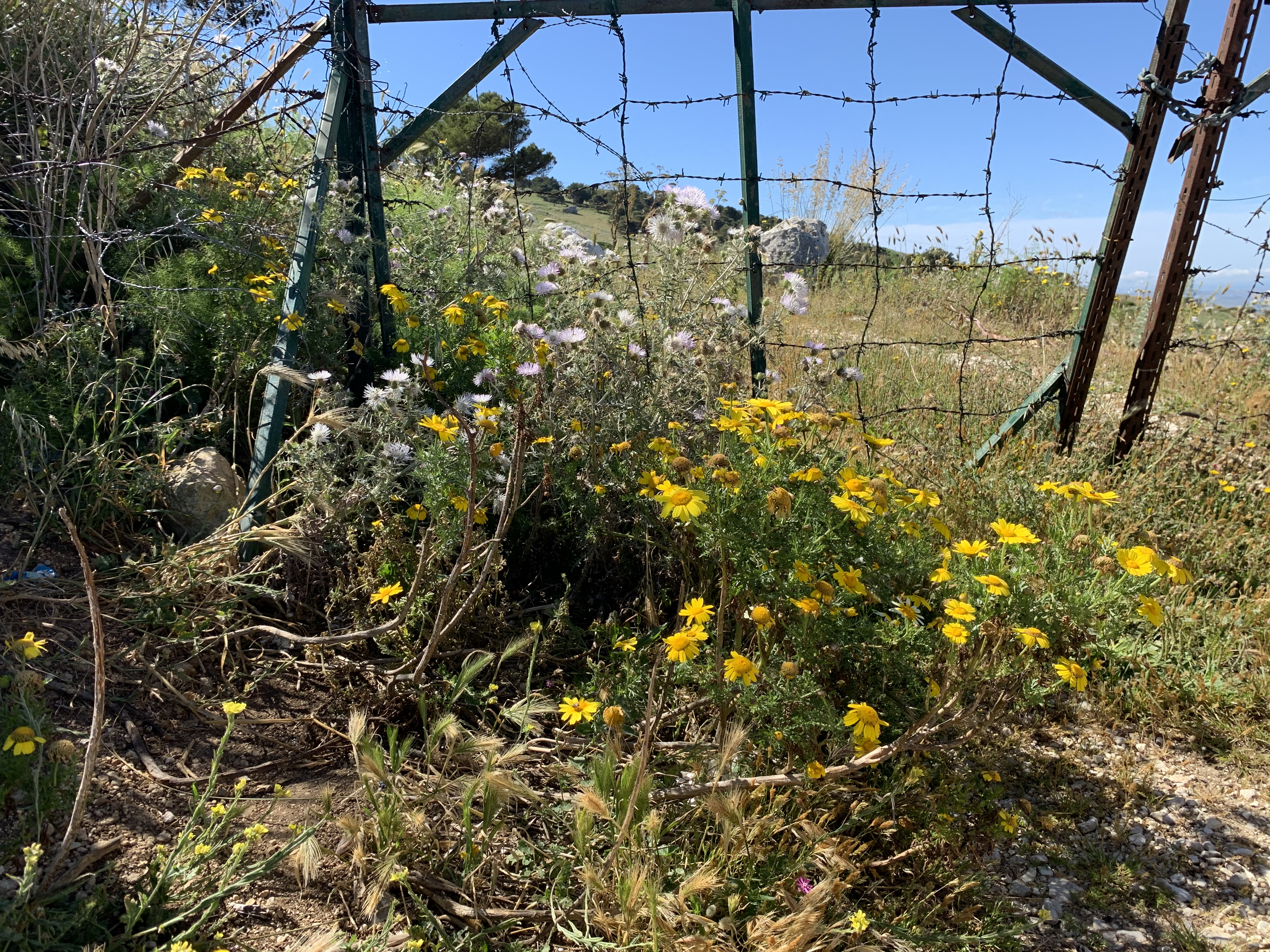 Wildflowers in Erice.jpeg