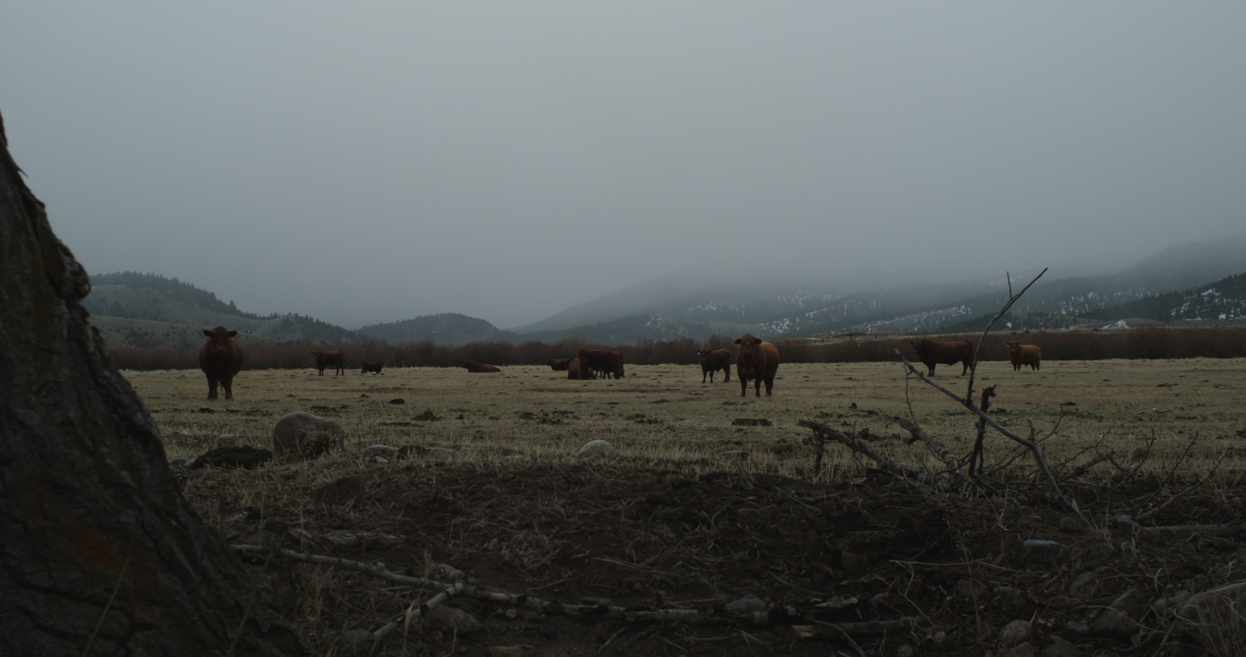 Trailer | Wise River, MT