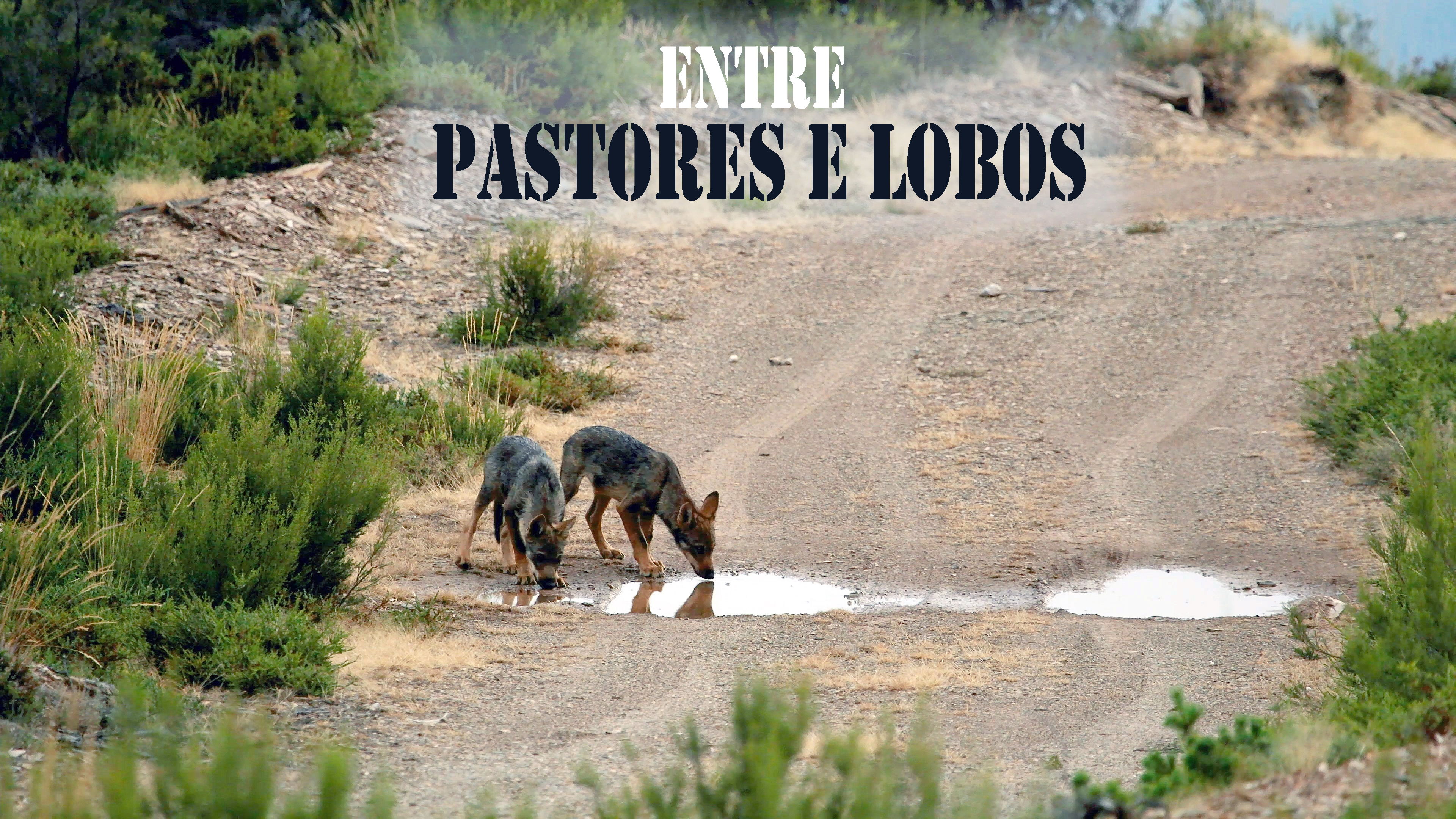 Entre pastores e lobos