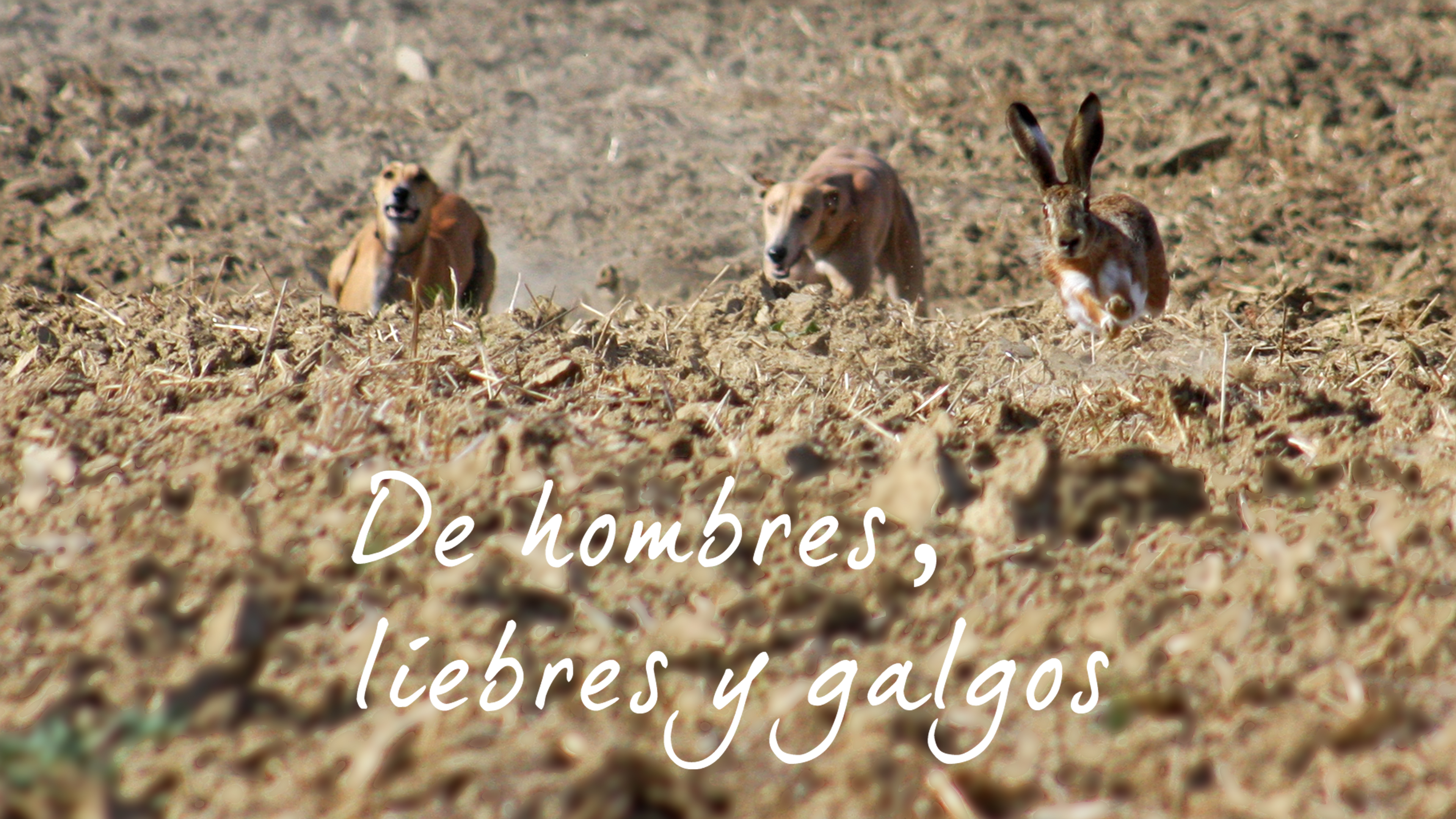 De hombres, liebres y galgos