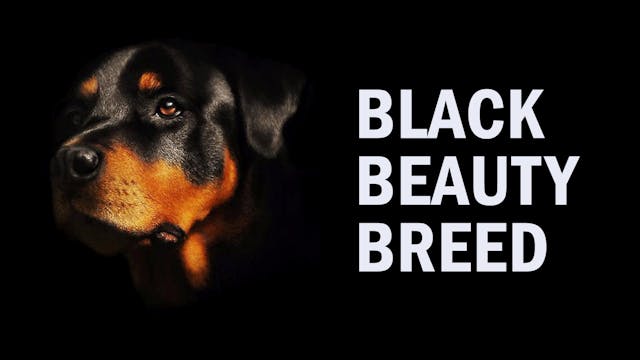 Black Beauty Breed trailer
