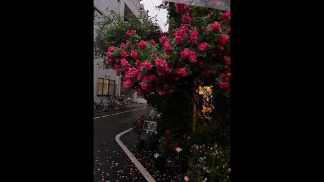 e258888a7e970747070c33c38125c160